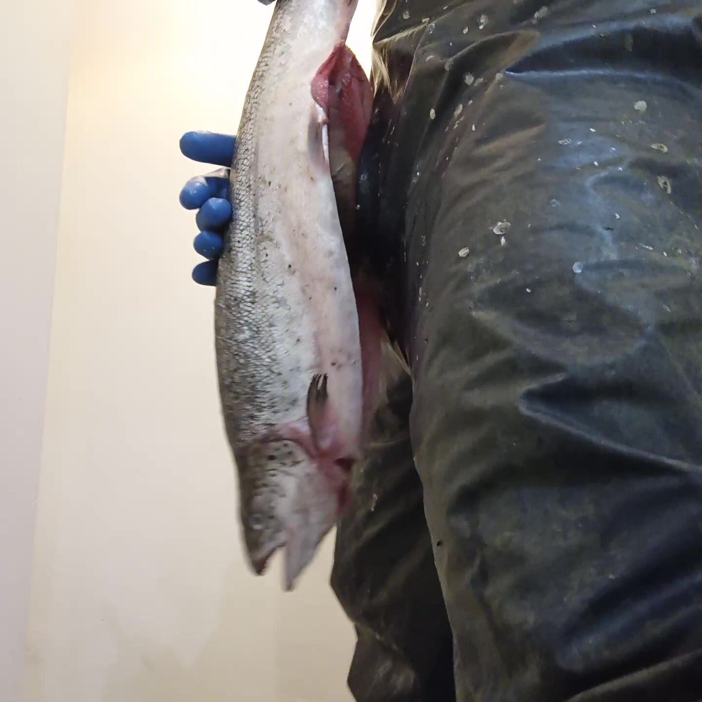 Guy fucks fish