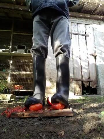 Stomping  Fresh Tomatoes in the yard