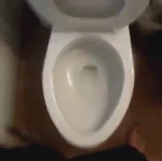 Dick fell of in a toilet