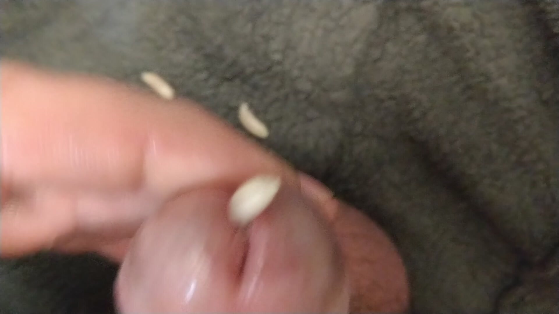 maggots crawling out of my cock