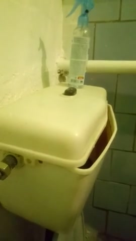 Sexy girl flushing the toilet