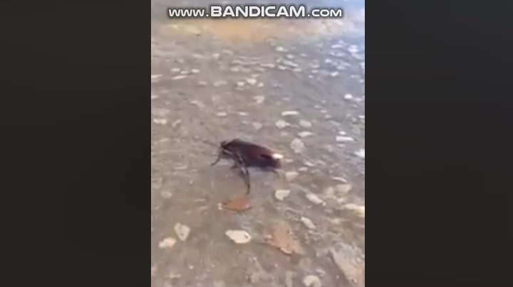 Bug Stomp