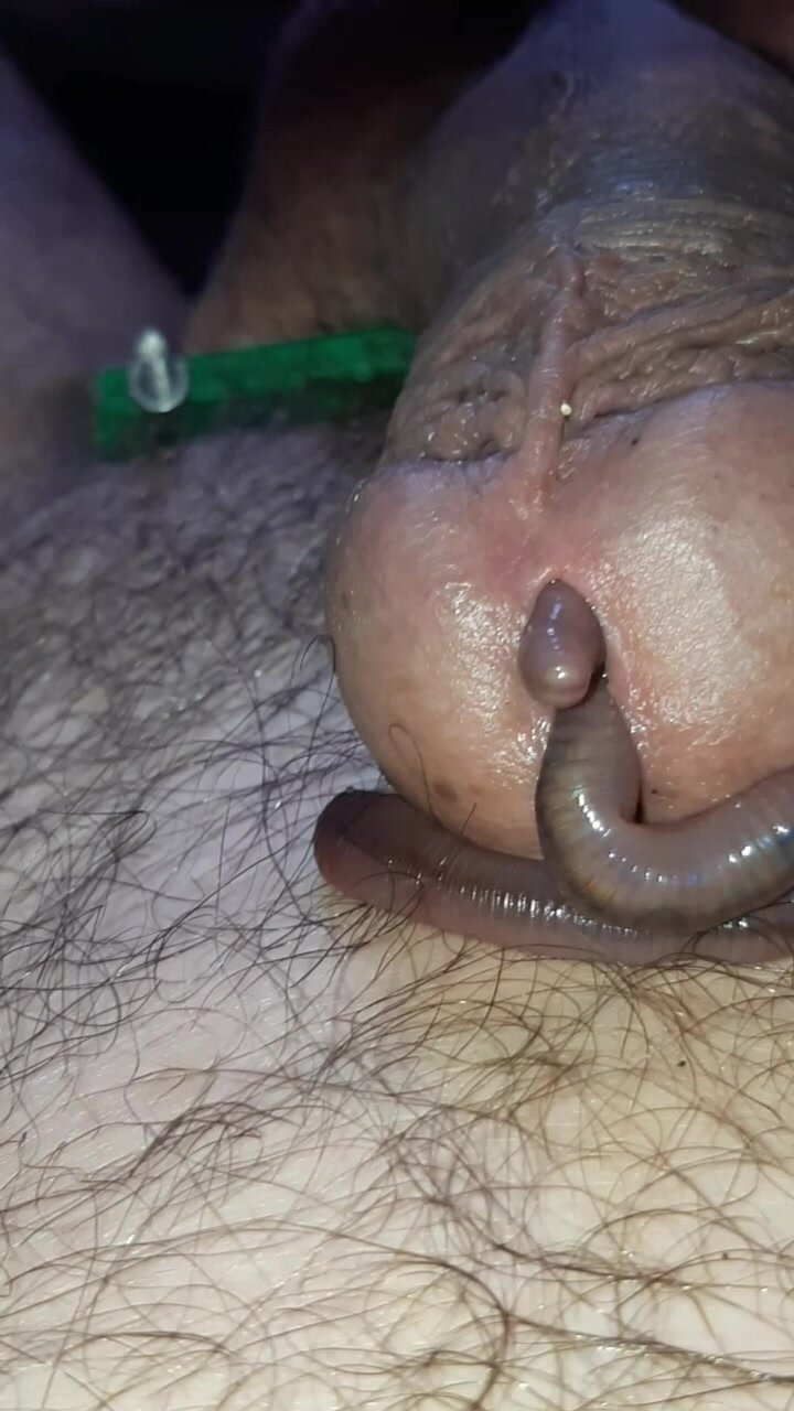 Worms crawl out of my cock