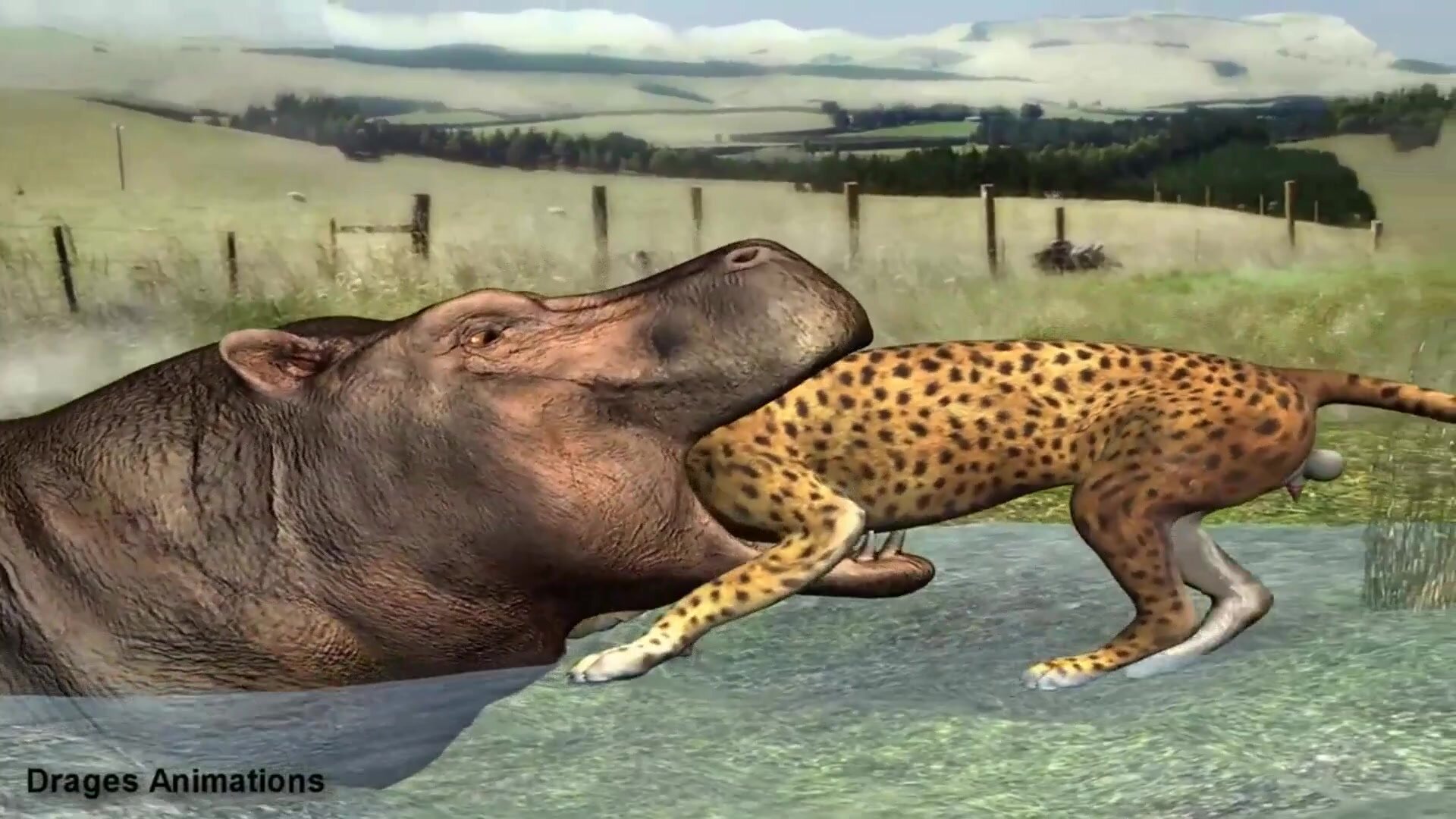 Jaguar eaten by Hippo