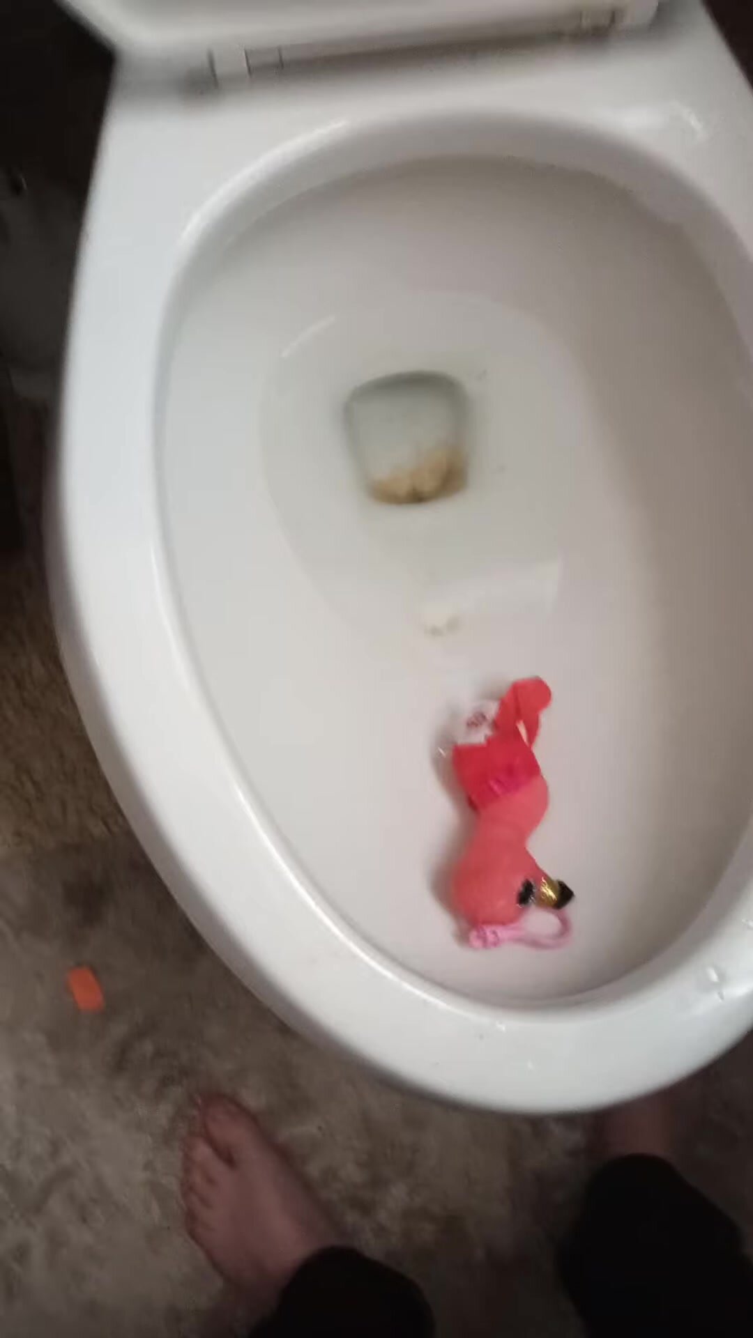 Flamingo Plushie Flushed Down Toilet