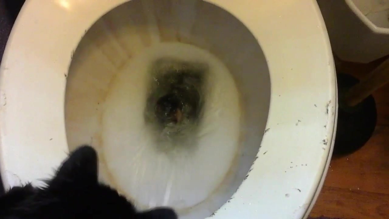 Little Otter Plush Flushed Down Toilet