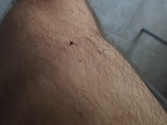 first bastard mosquito of the spring