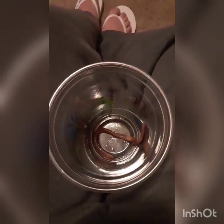 Tortura Gusano 2 (Pies Planos)