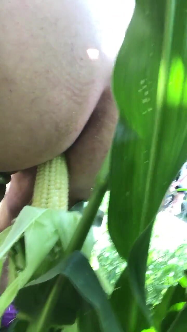 ... of the corn 2