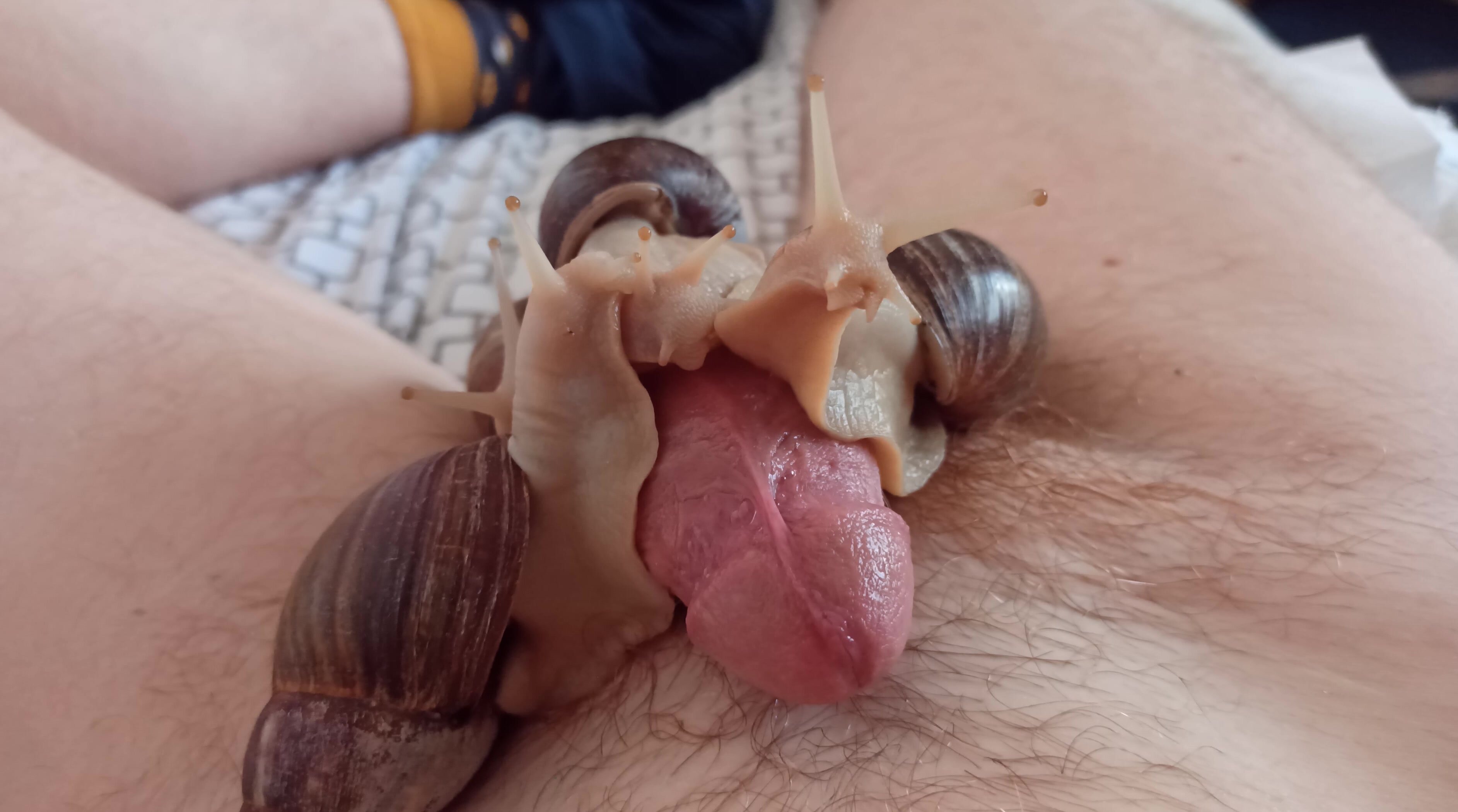 Giant snails almost make me moan with their touch