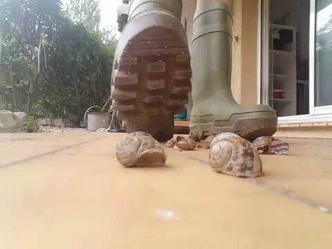 Massive Dunlop boots vs snails