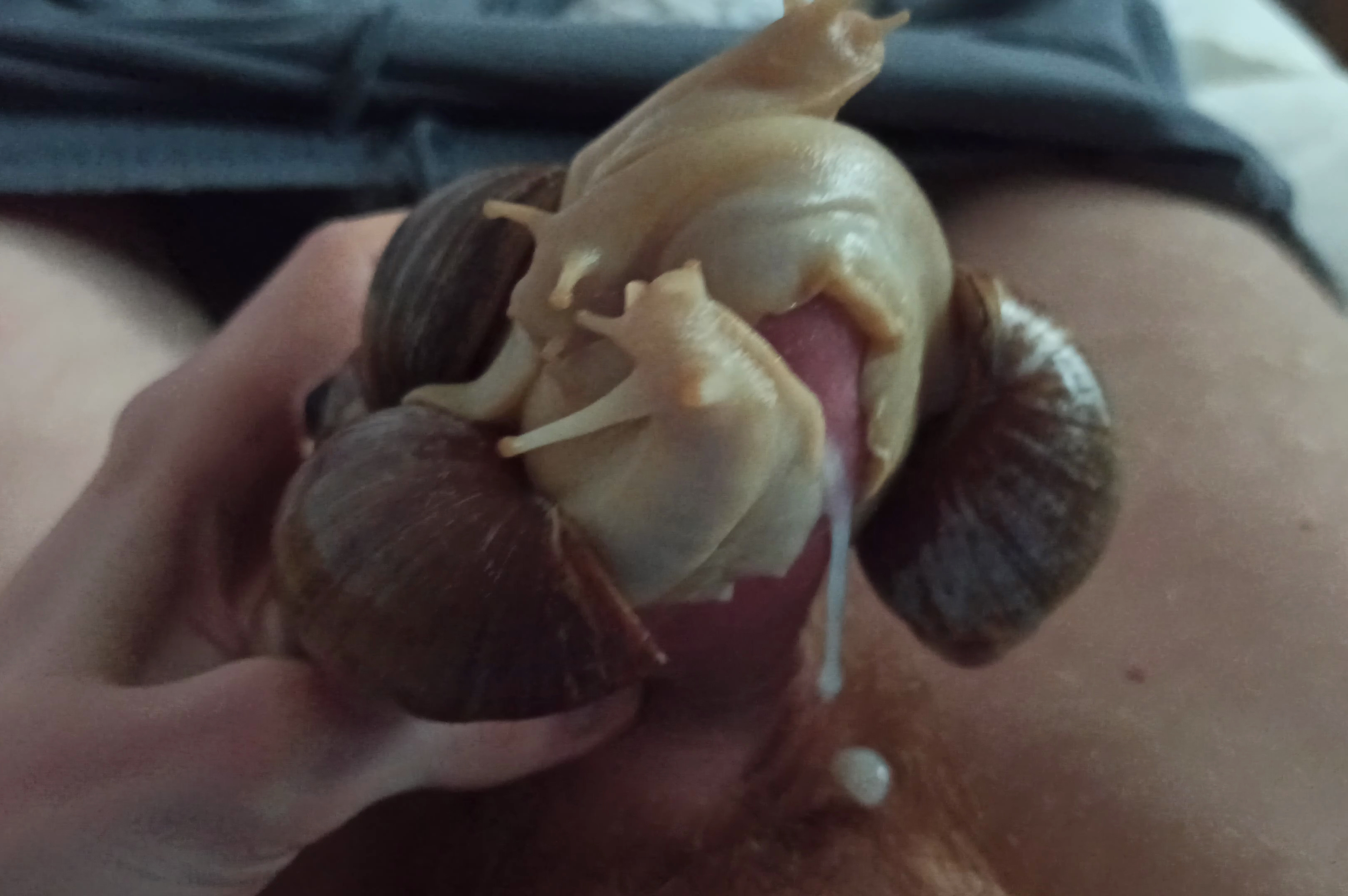 3 Giant snails dominate my cock and force me to cum