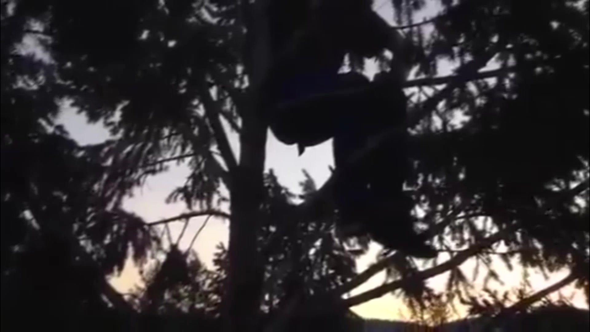Pooping from a tree