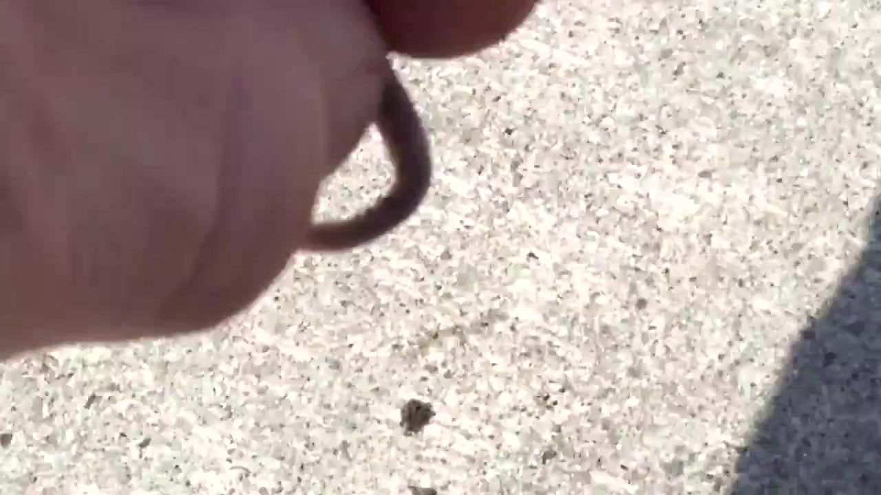 Worm crush - video 3