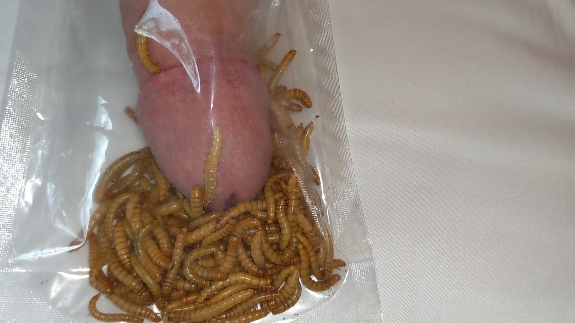 Mealworm cock ...