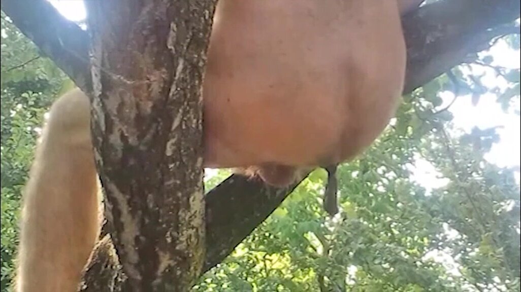 full naked pooping on tree like monkey