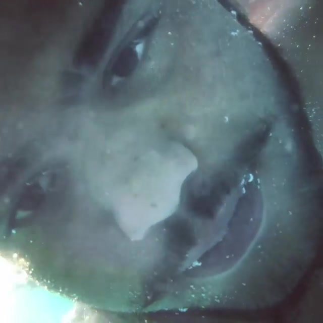 Underwater barefaced bearded indian
