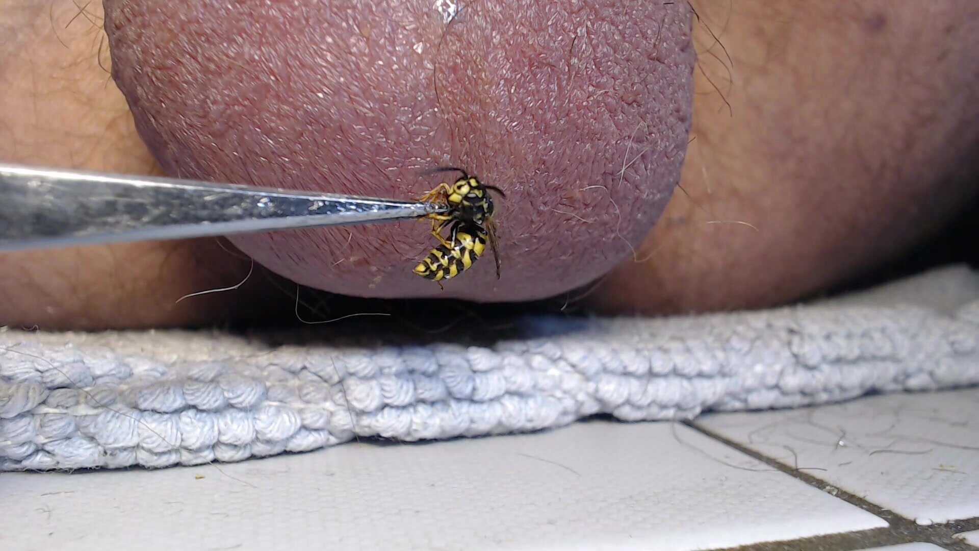 Cock And Ball Torture Wasp Sting