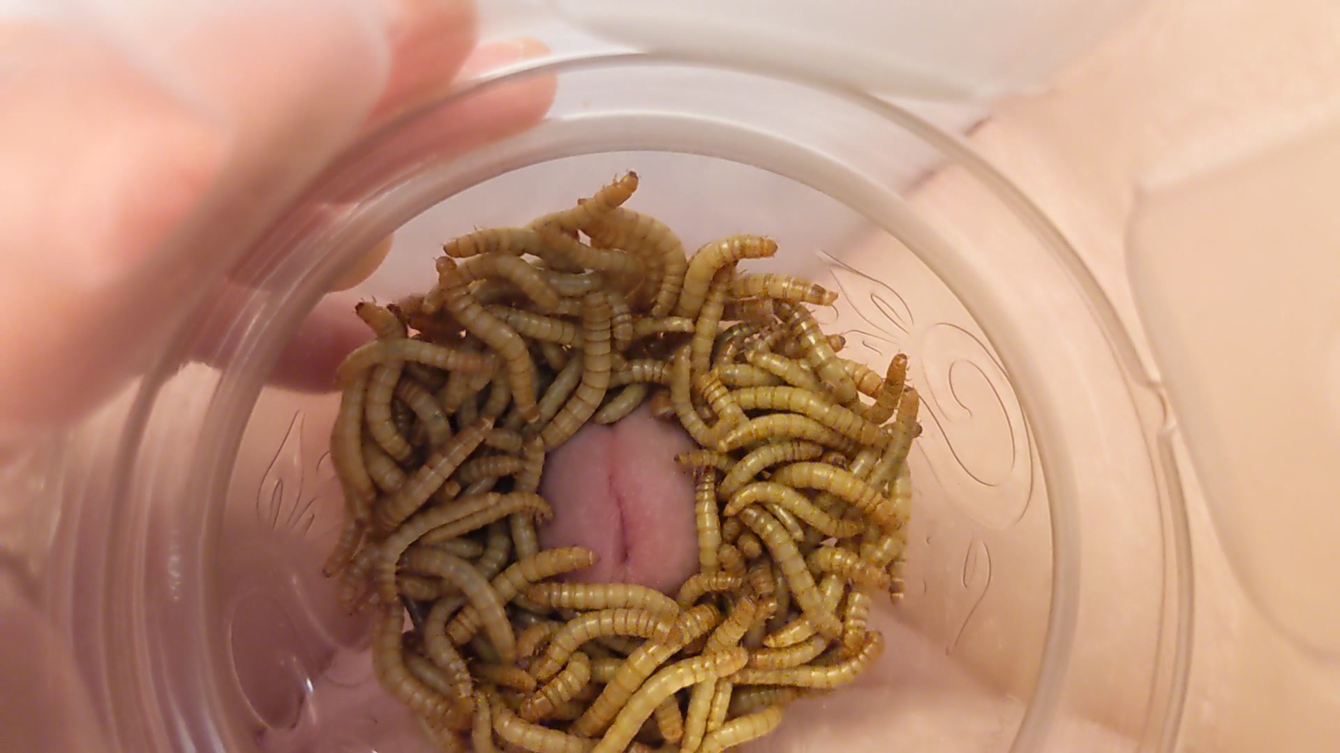 Mealworms cock ...