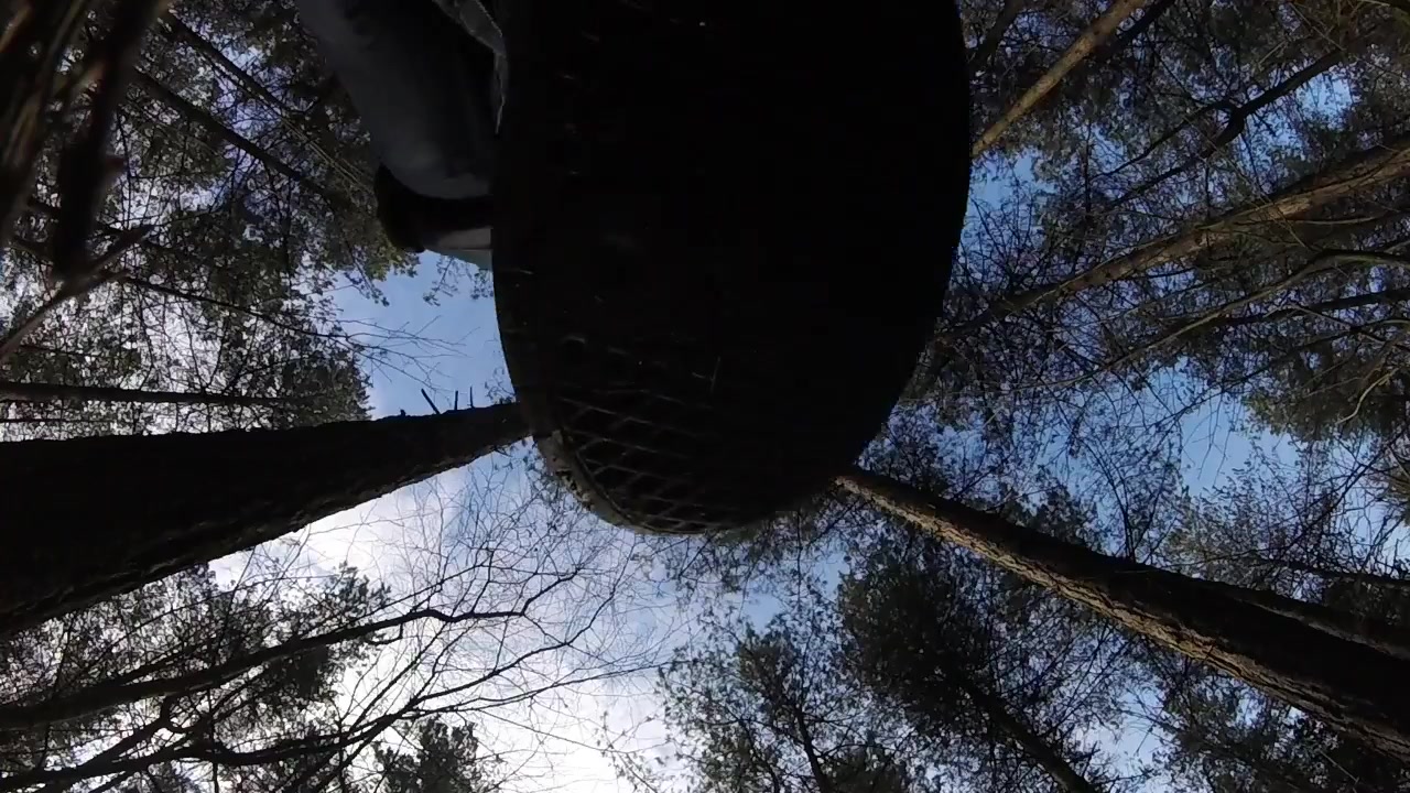 Giant crush in the forest