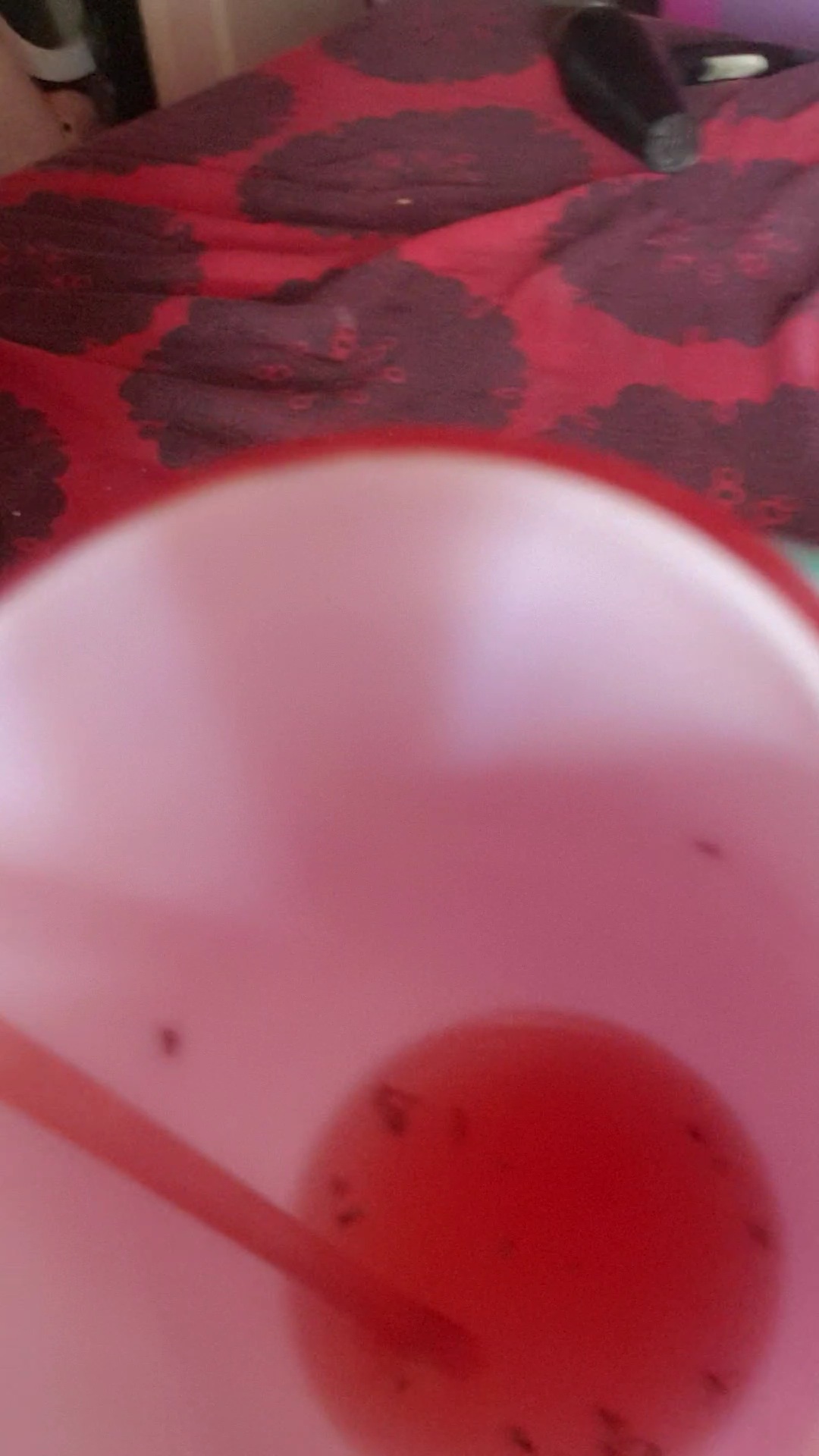 Drinking wine with fruit flies