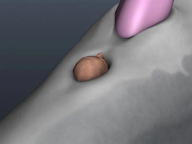 640px x 480px - Dolphin Anal Vores human - ThisVid.com