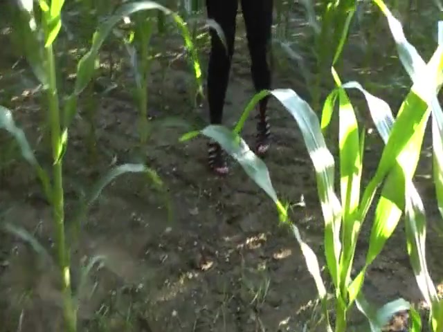 Sexy girl pissing in a corn field