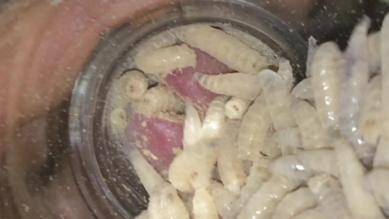 Maggots in peehole fun