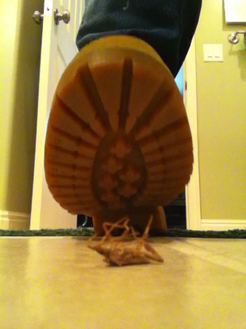 Timberlands vs Bug