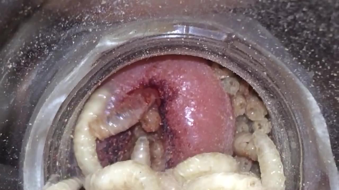 Maggots in peehole - video 2