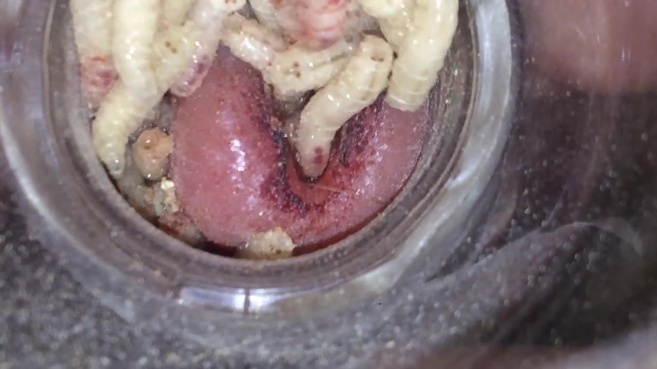 Maggots peehole - video 2