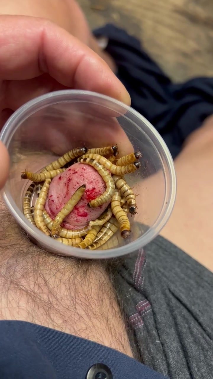 Superworms take over from the crickets