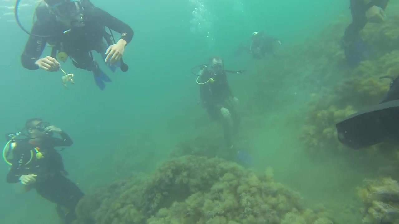 Scuba diving black sea