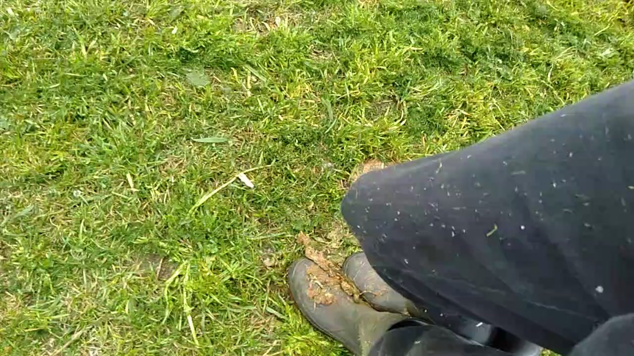 Rubbing dog shit on gumboots