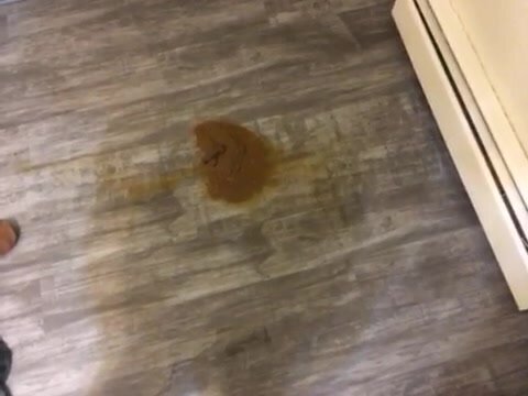 Poop on the floor part 3