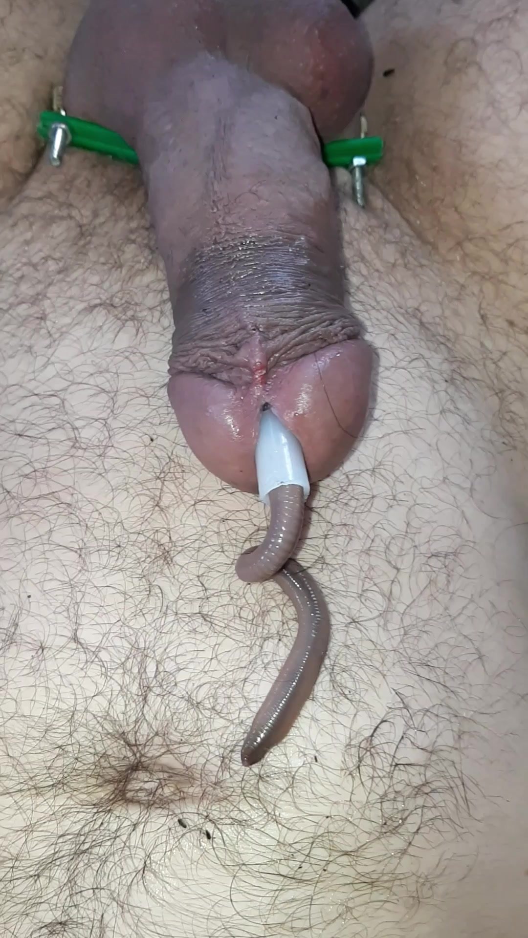 A big, fat worm in cock