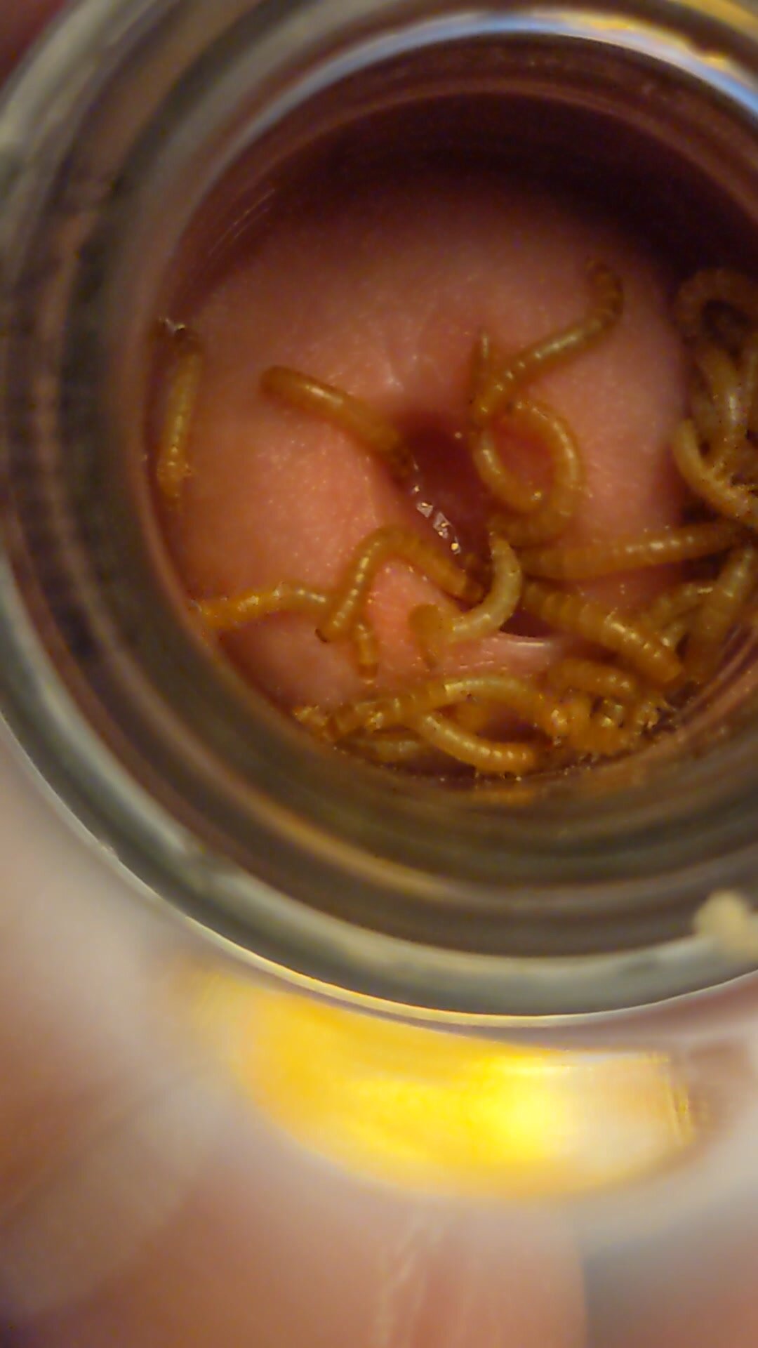 Mealworms in pee hole