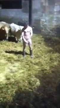 cute lad piss in cow shed