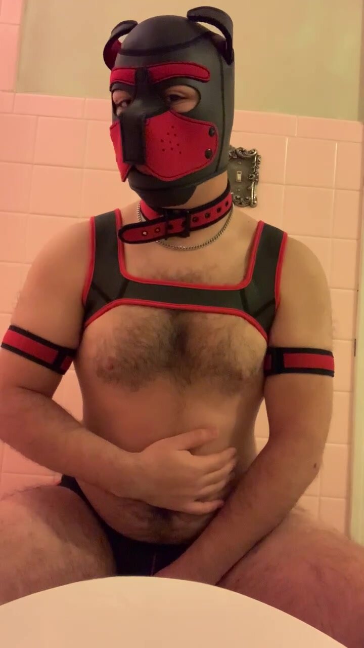 Trying on puppy gear