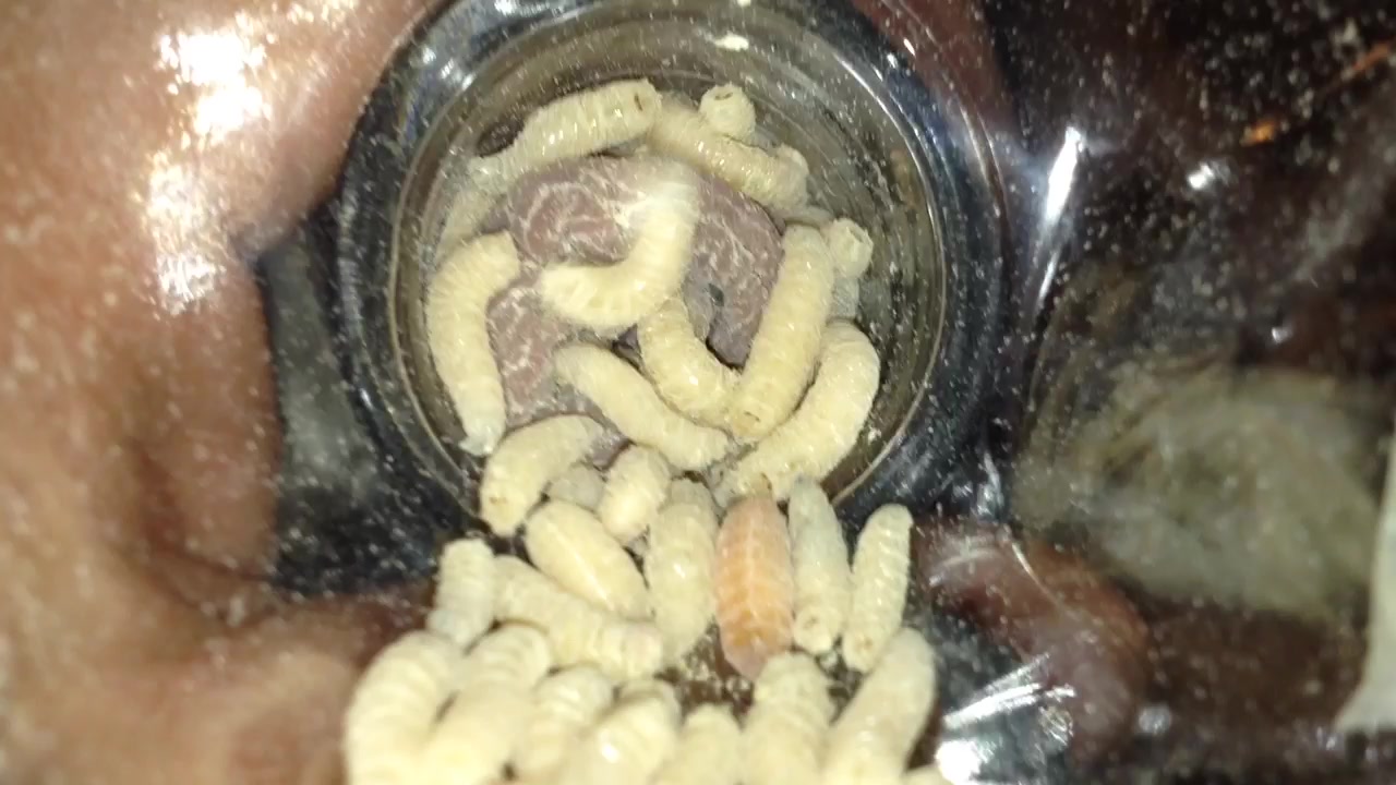 Maggots enter foreskin and peehole 2