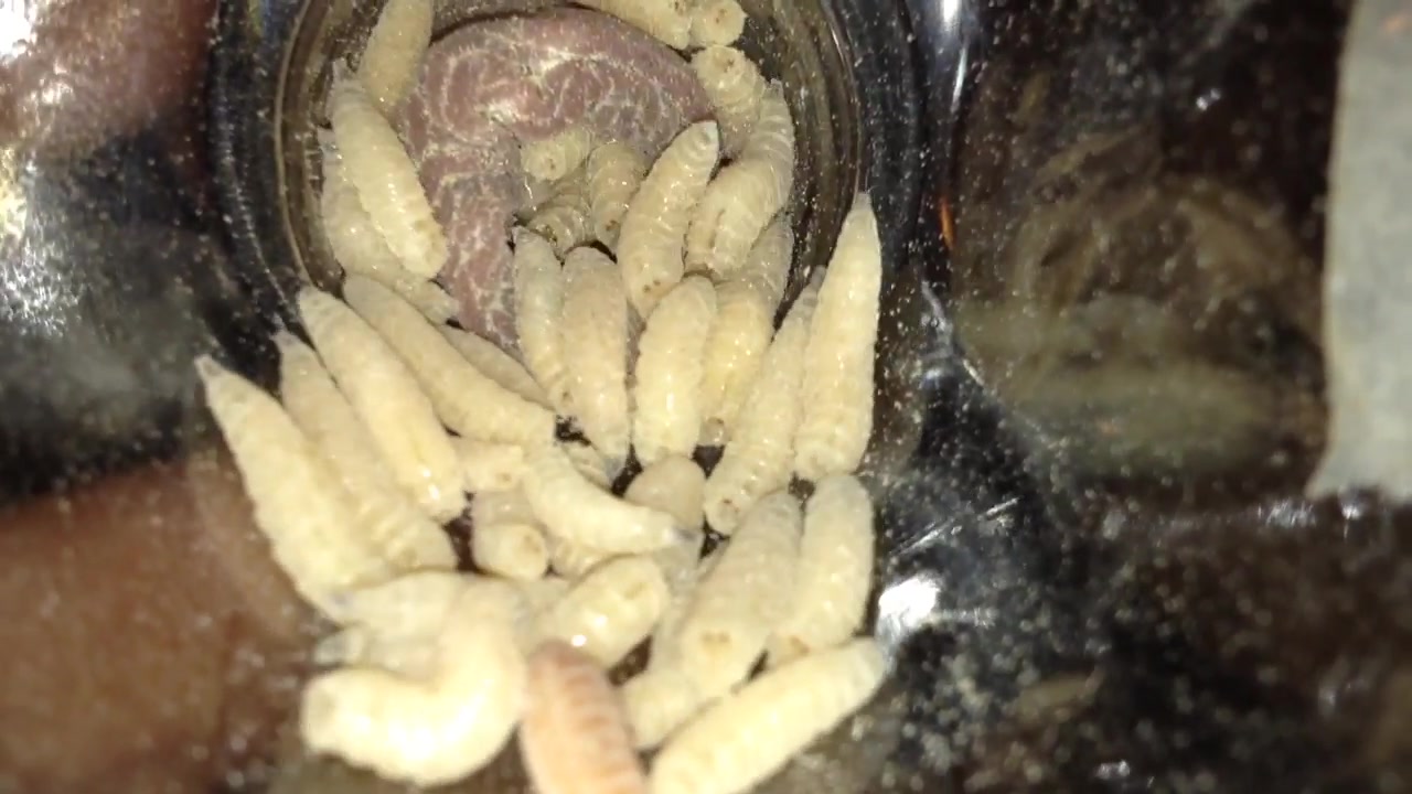 Maggots enter foreskin and peehole 3