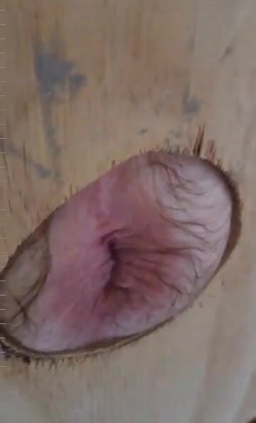 gloryhole pink hairy arse hole milks cock