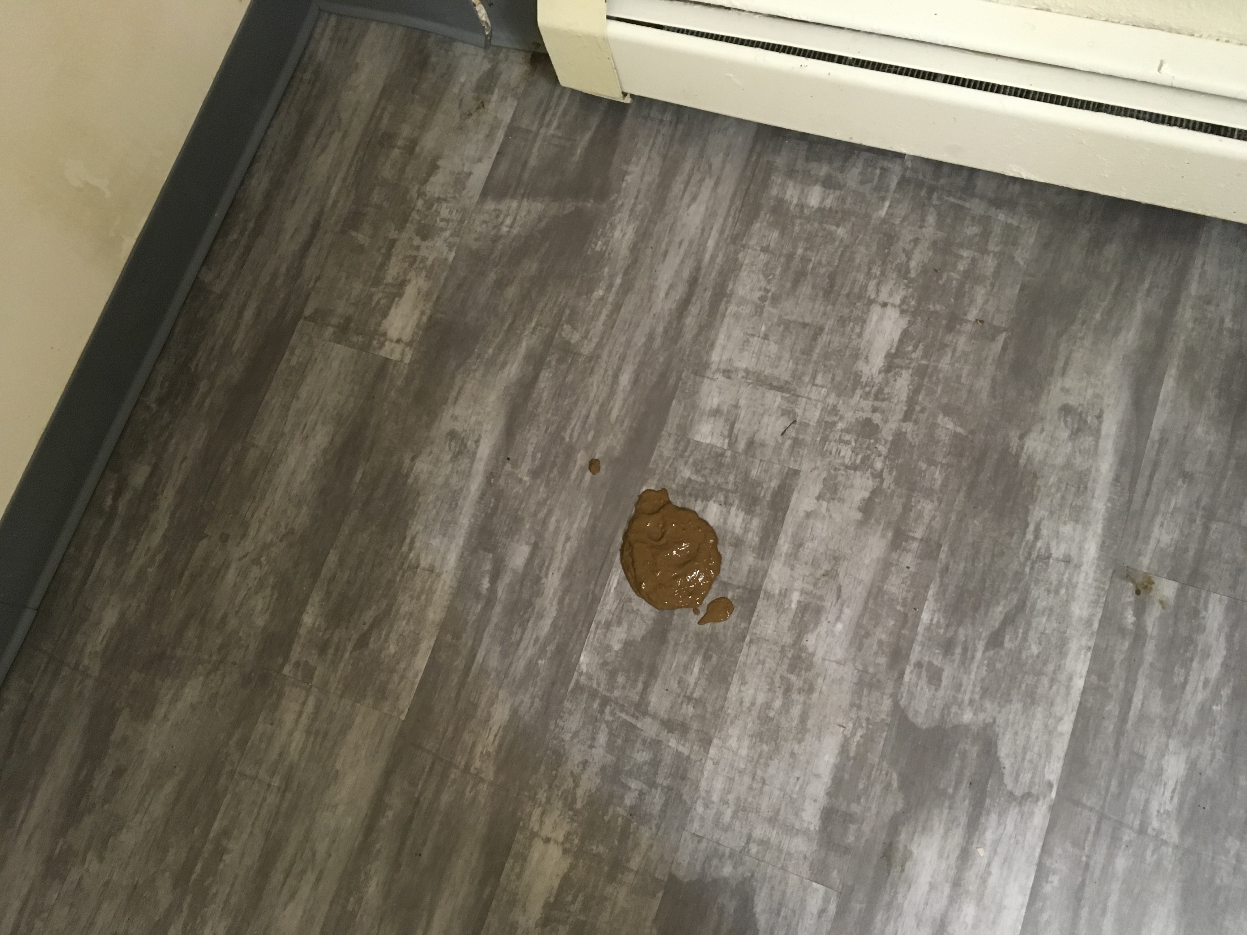 I took a shit on the floor again