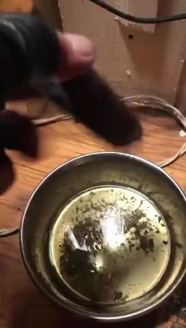 Thirsty Pig - video 2