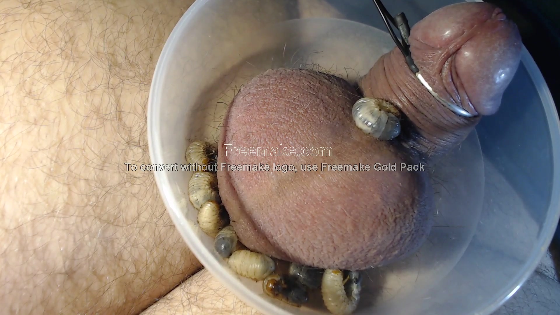 Maggots On Penis 7081