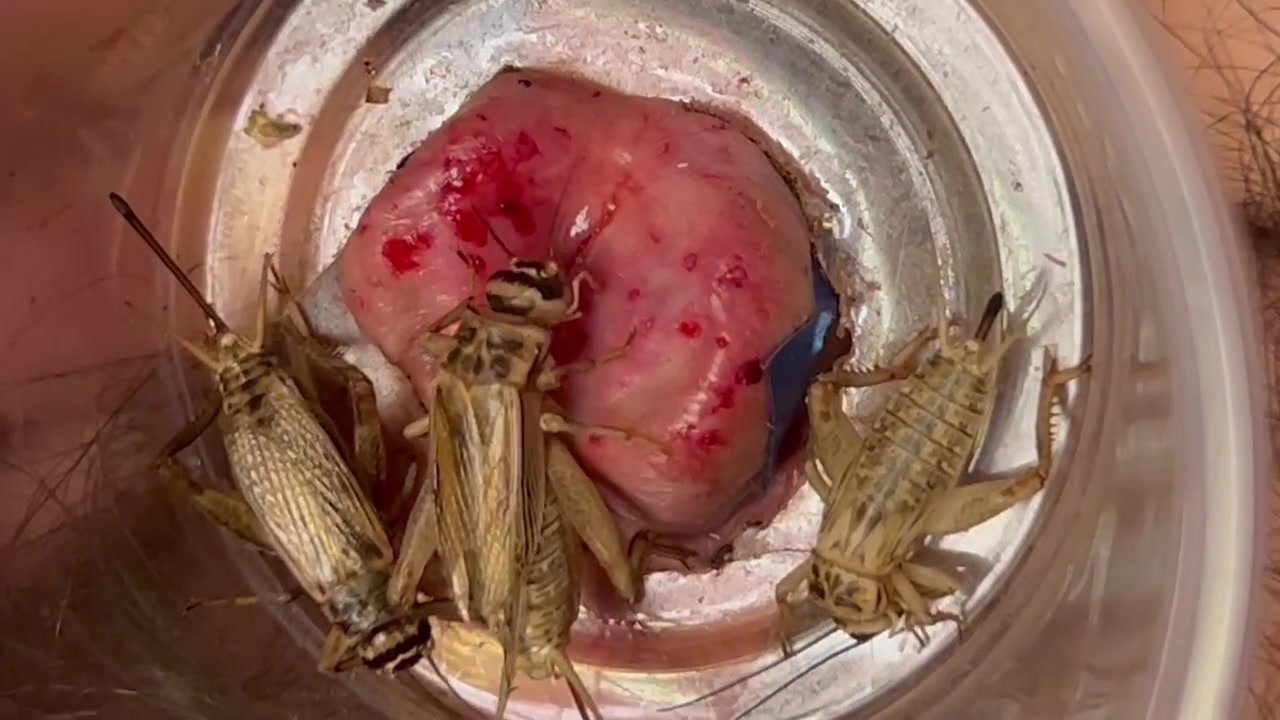 Crickets eat the inside of my urethra Kik wabasto