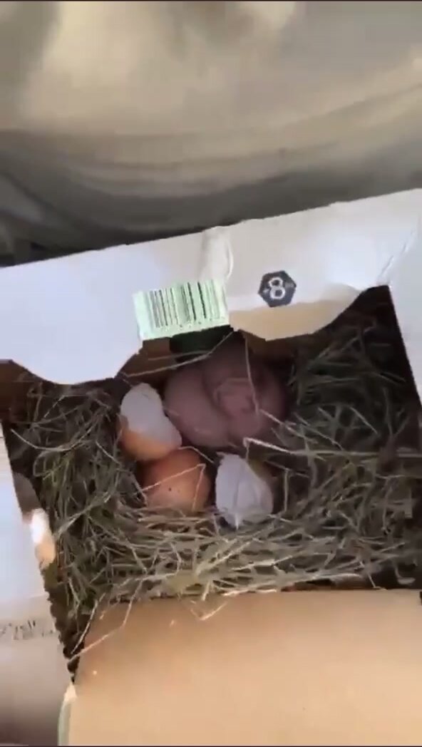 showing off his small softie to his friends