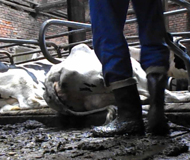 in rubber boots into the cowshit