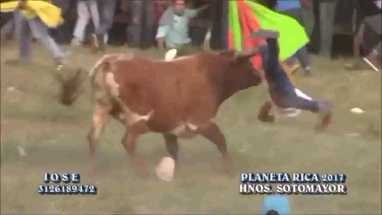 Girl stripped by bull - ThisVid.com