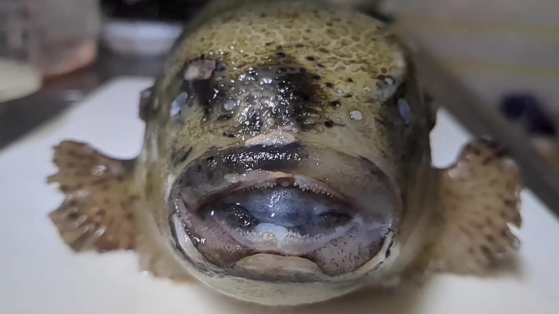 I ate a grotesque fish and pooped out